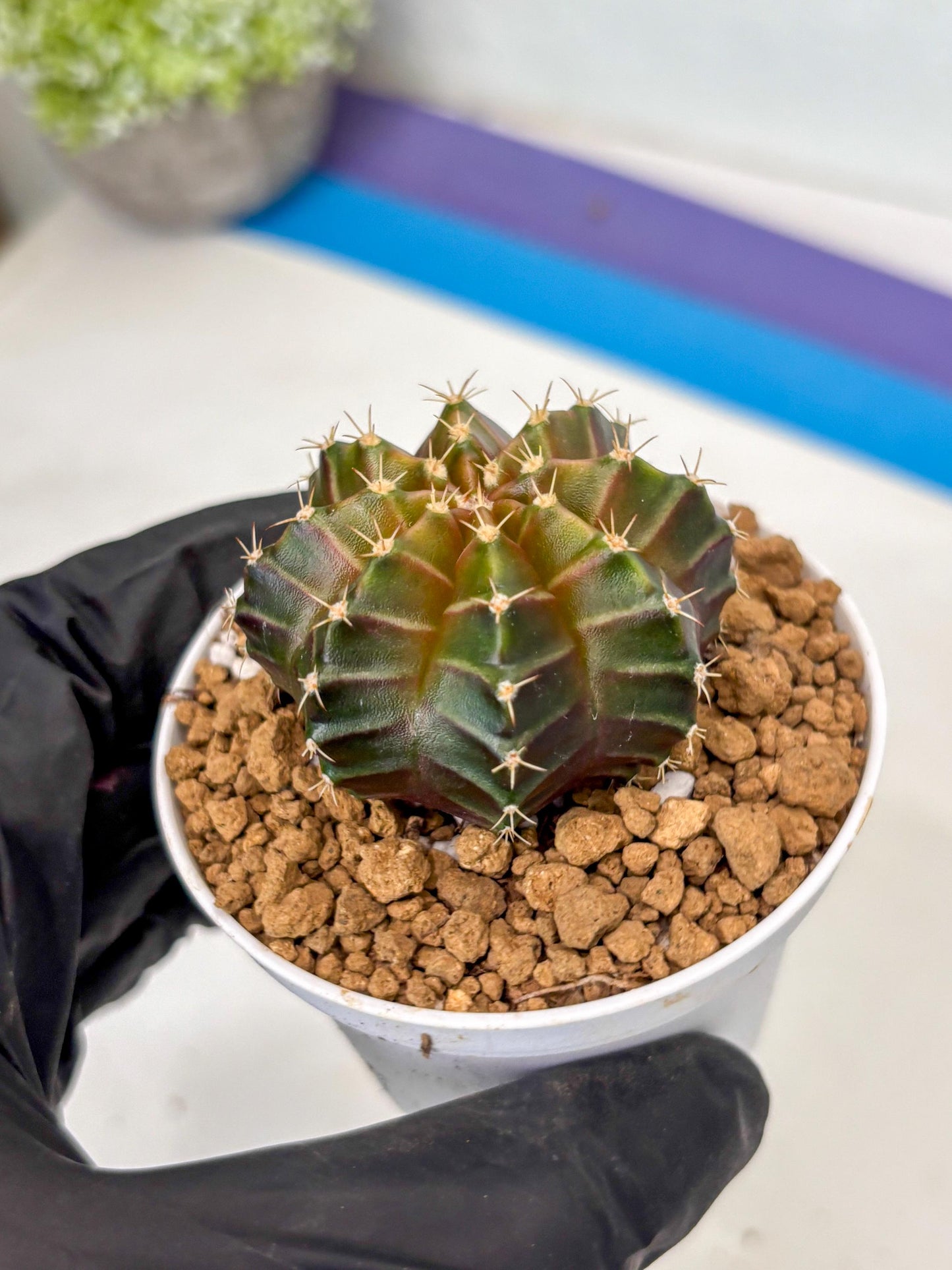 Gymnocalycium Neon (gy14) (y2) | ONLY for Advance Grower