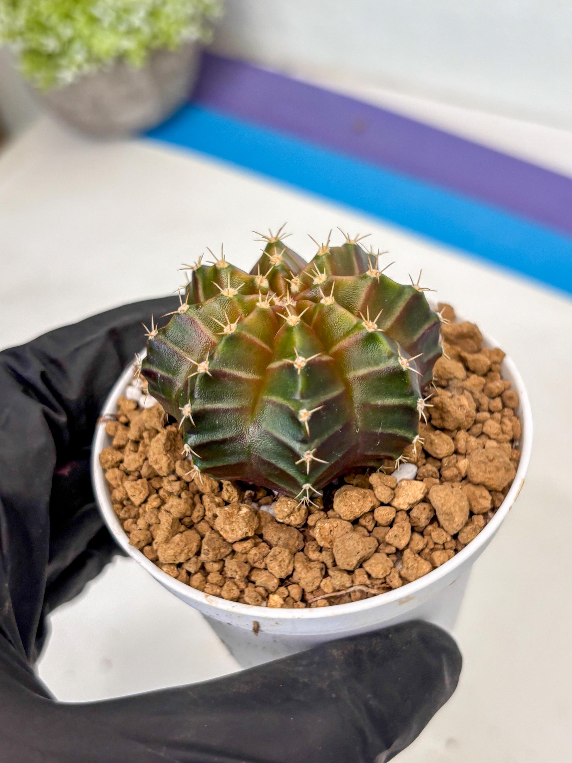 Gymnocalycium Neon (gy14) (y2) | ONLY for Advance Grower