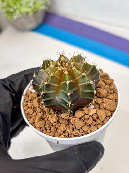 Gymnocalycium Neon (gy14) (y2) | ONLY for Advance Grower