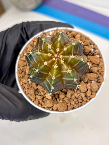 Gymnocalycium Neon (gy14) (y2) | ONLY for Advance Grower
