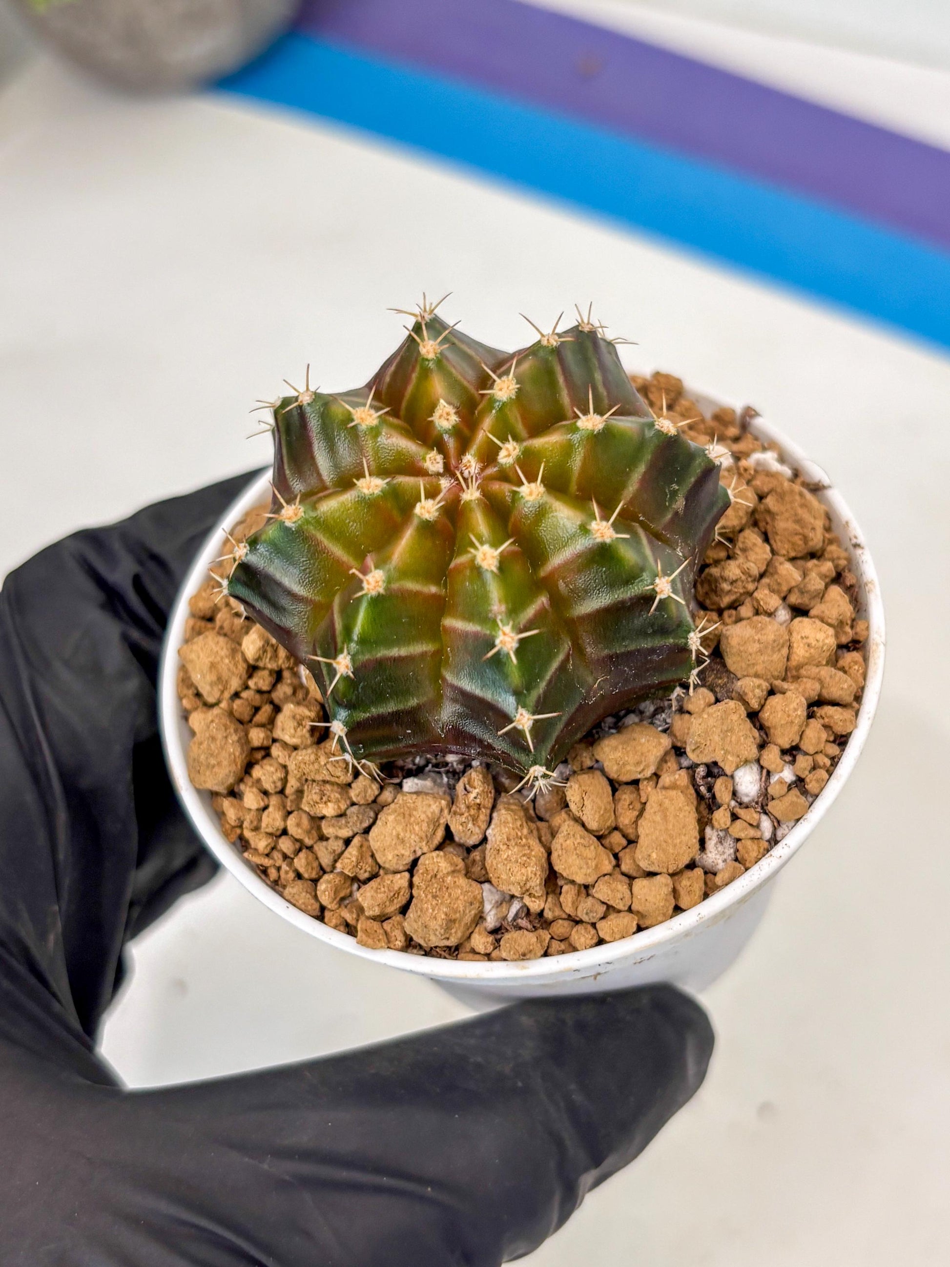 Gymnocalycium Neon (gy14) (y2) | ONLY for Advance Grower