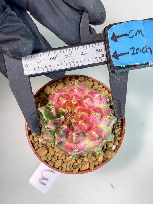 Gymnocalycium Neon (gy14) (y3) | ONLY for Advance Grower