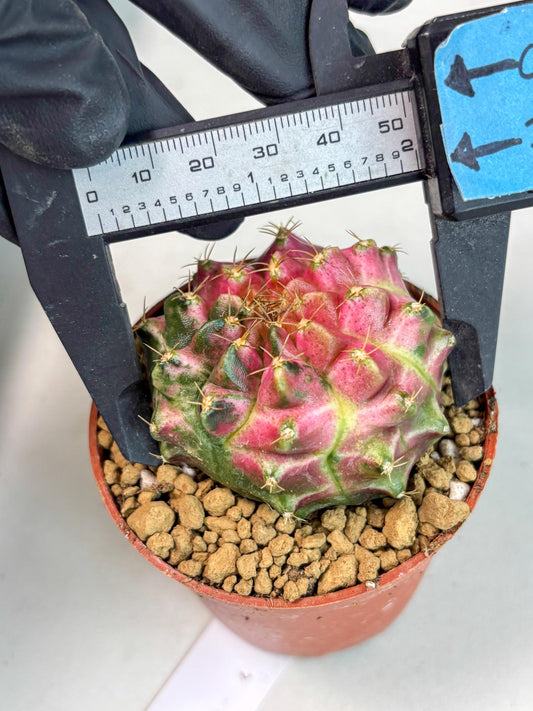 Gymnocalycium Neon (gy14) (y3) | ONLY for Advance Grower