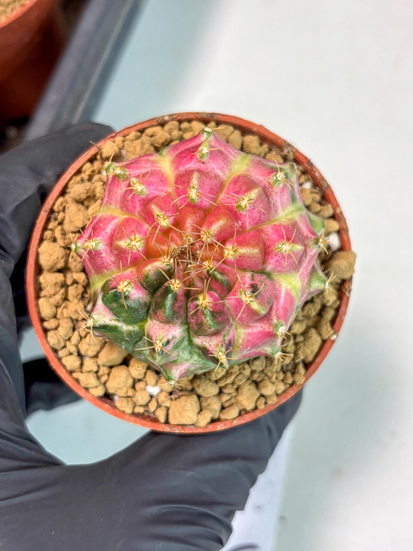 Gymnocalycium Neon (gy14) (y3) | ONLY for Advance Grower