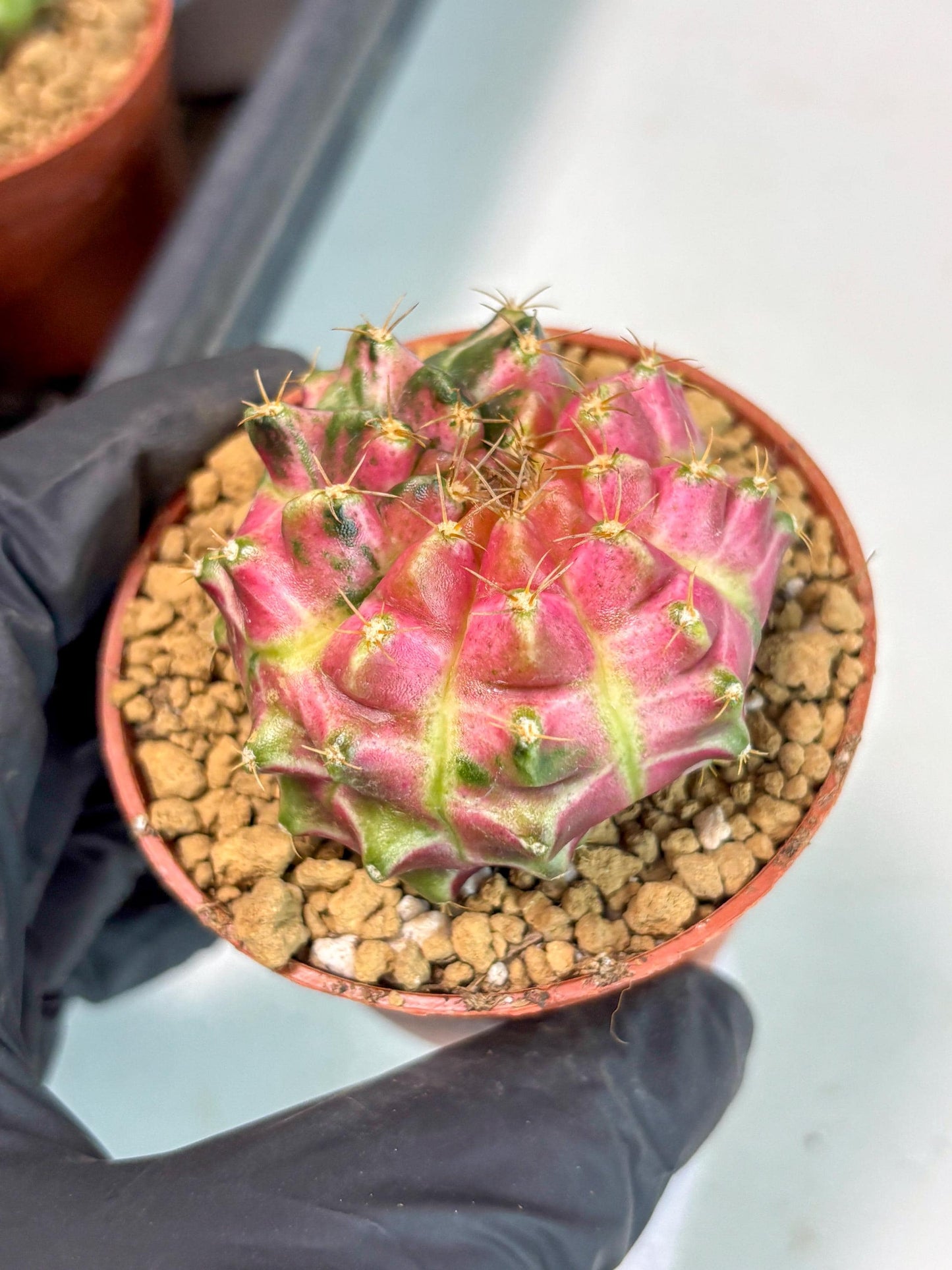 Gymnocalycium Neon (gy14) (y3) | ONLY for Advance Grower