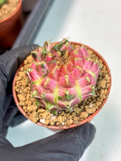 Gymnocalycium Neon (gy14) (y3) | ONLY for Advance Grower