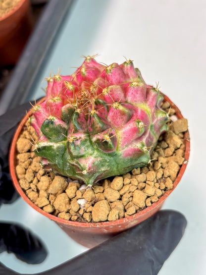 Gymnocalycium Neon (gy14) (y3) | ONLY for Advance Grower