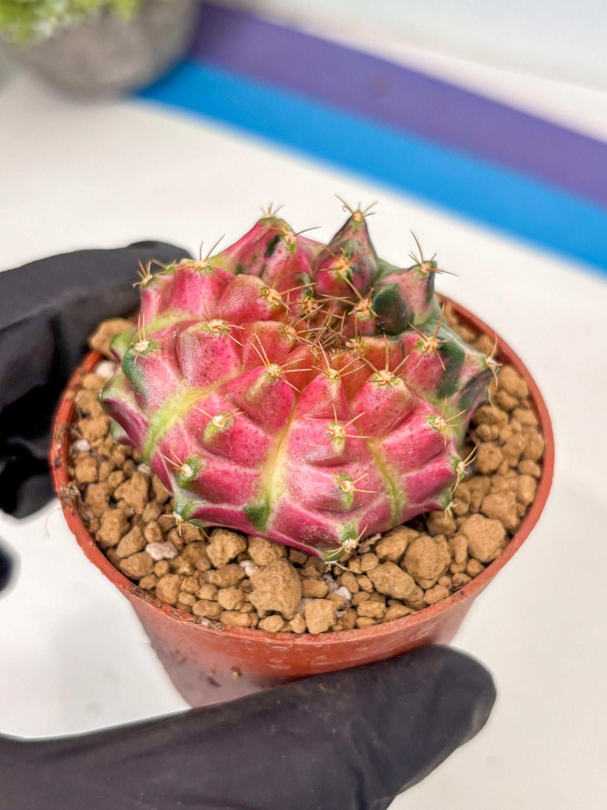 Gymnocalycium Neon (gy14) (y3) | ONLY for Advance Grower