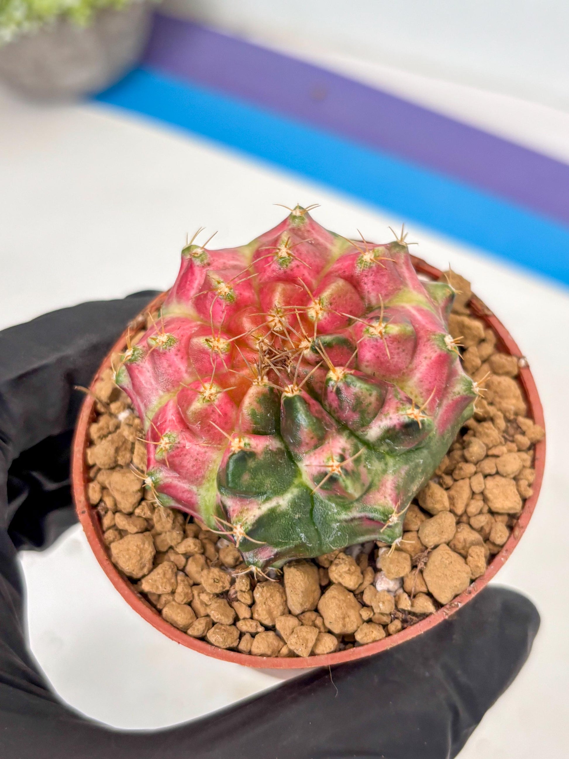Gymnocalycium Neon (gy14) (y3) | ONLY for Advance Grower