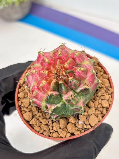 Gymnocalycium Neon (gy14) (y3) | ONLY for Advance Grower