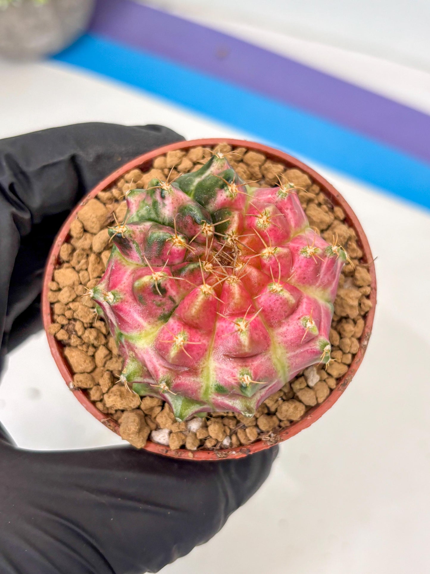 Gymnocalycium Neon (gy14) (y3) | ONLY for Advance Grower