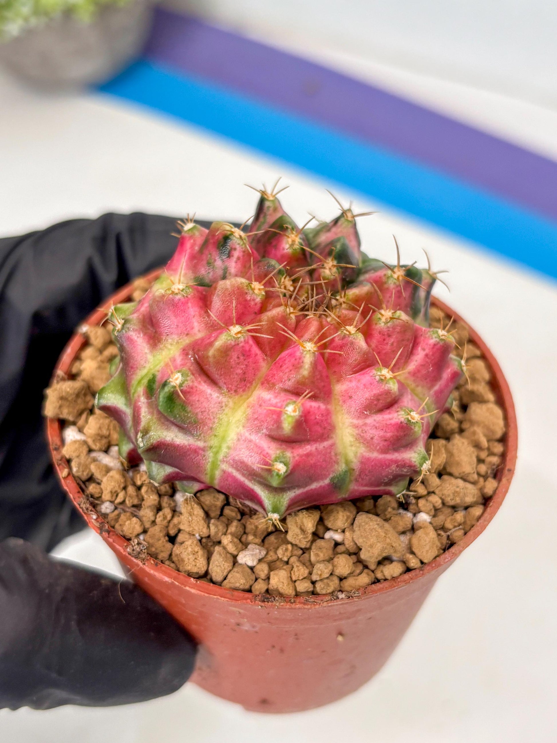 Gymnocalycium Neon (gy14) (y3) | ONLY for Advance Grower