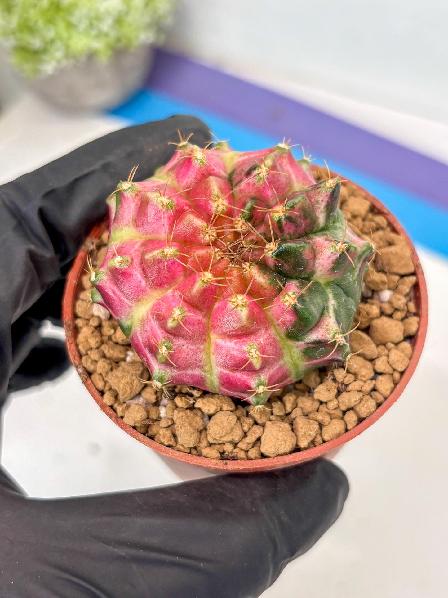 Gymnocalycium Neon (gy14) (y3) | ONLY for Advance Grower