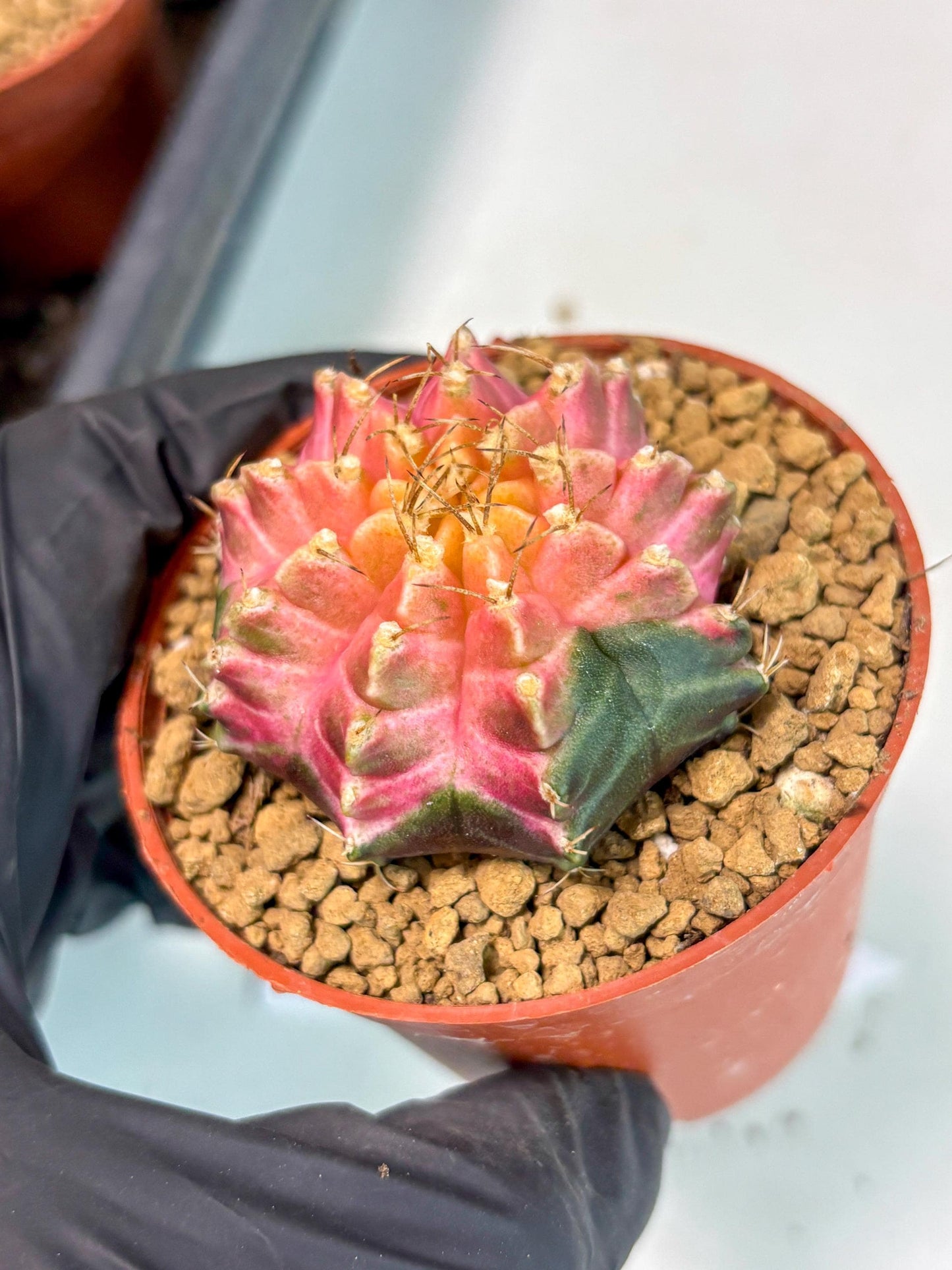 Gymnocalycium Neon (gy14) (y5) | ONLY for Advance Grower