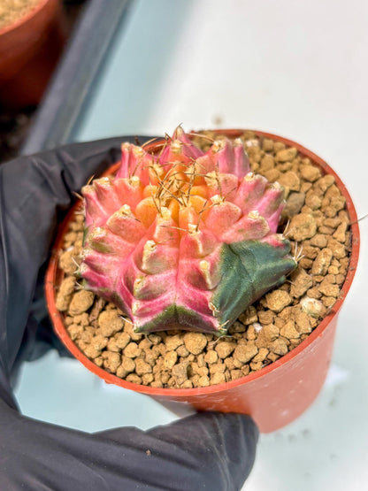 Gymnocalycium Neon (gy14) (y5) | ONLY for Advance Grower