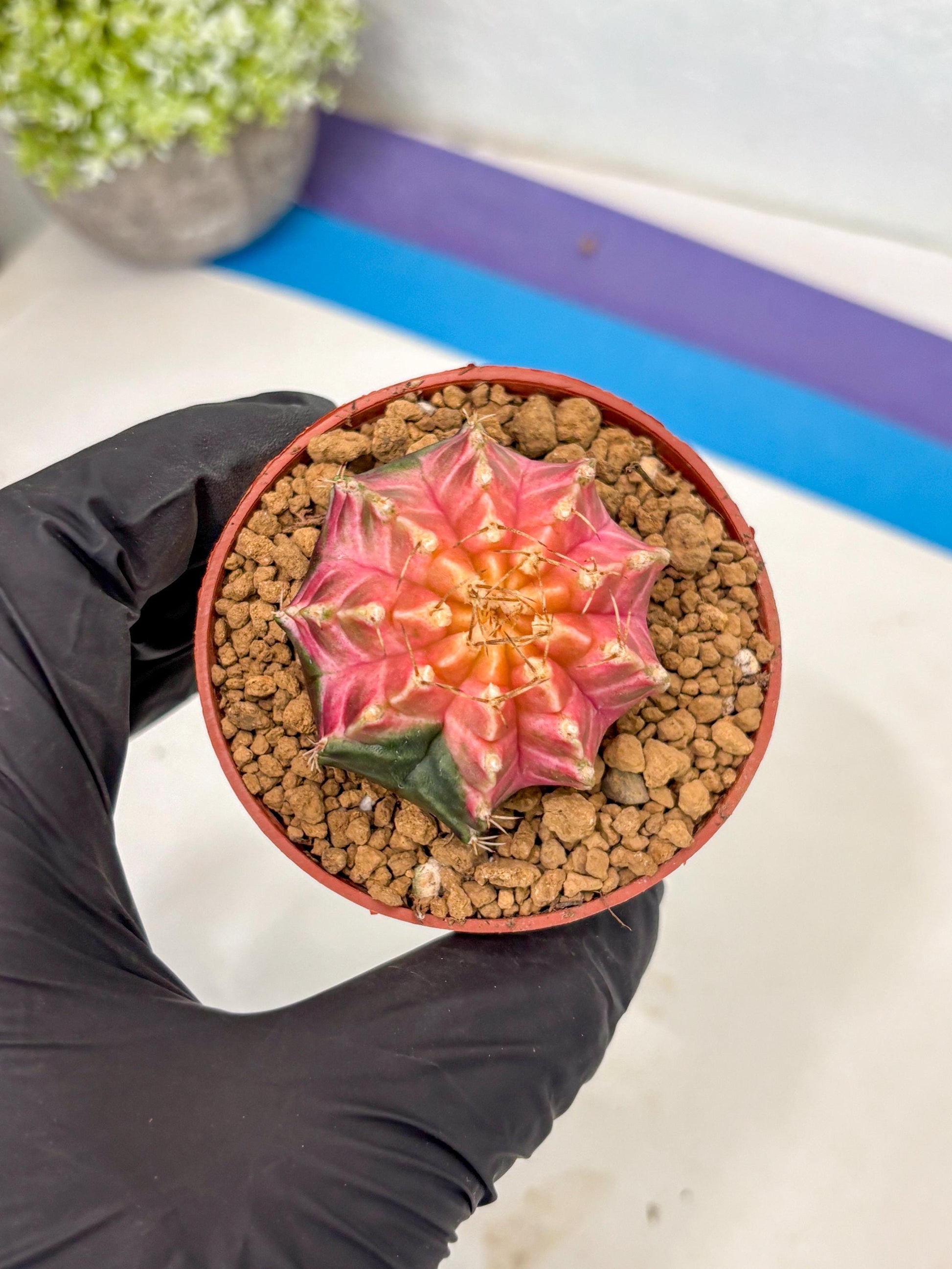 Gymnocalycium Neon (gy14) (y5) | ONLY for Advance Grower