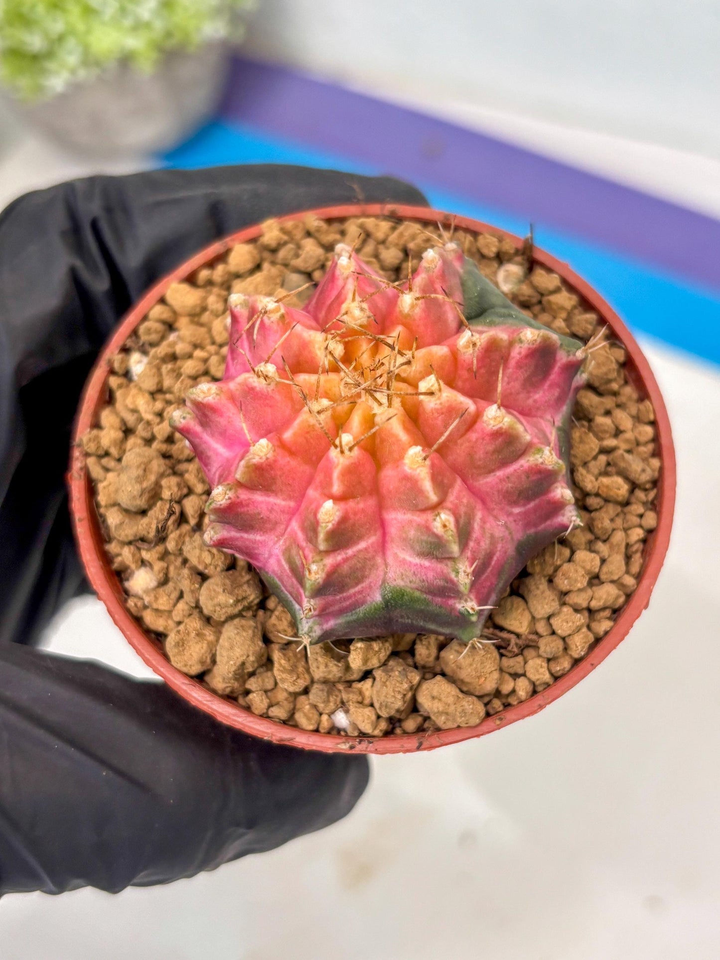 Gymnocalycium Neon (gy14) (y5) | ONLY for Advance Grower