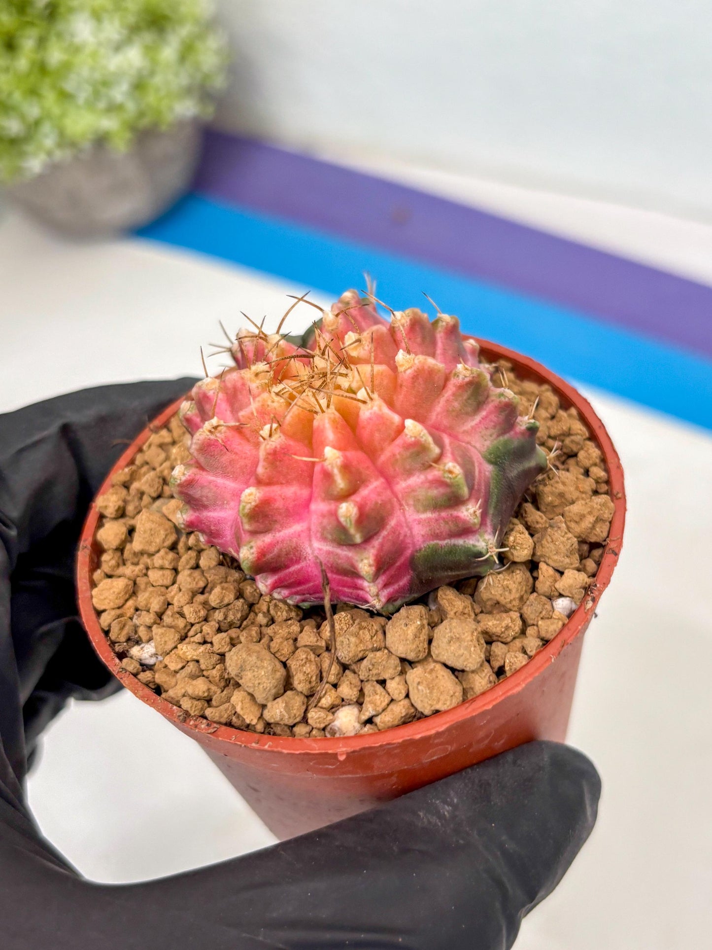 Gymnocalycium Neon (gy14) (y5) | ONLY for Advance Grower