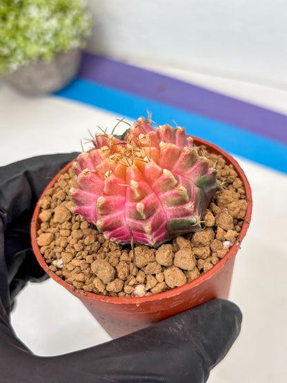 Gymnocalycium Neon (gy14) (y5) | ONLY for Advance Grower