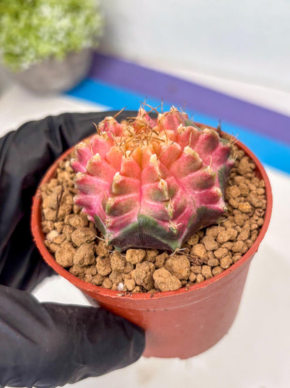 Gymnocalycium Neon (gy14) (y5) | ONLY for Advance Grower