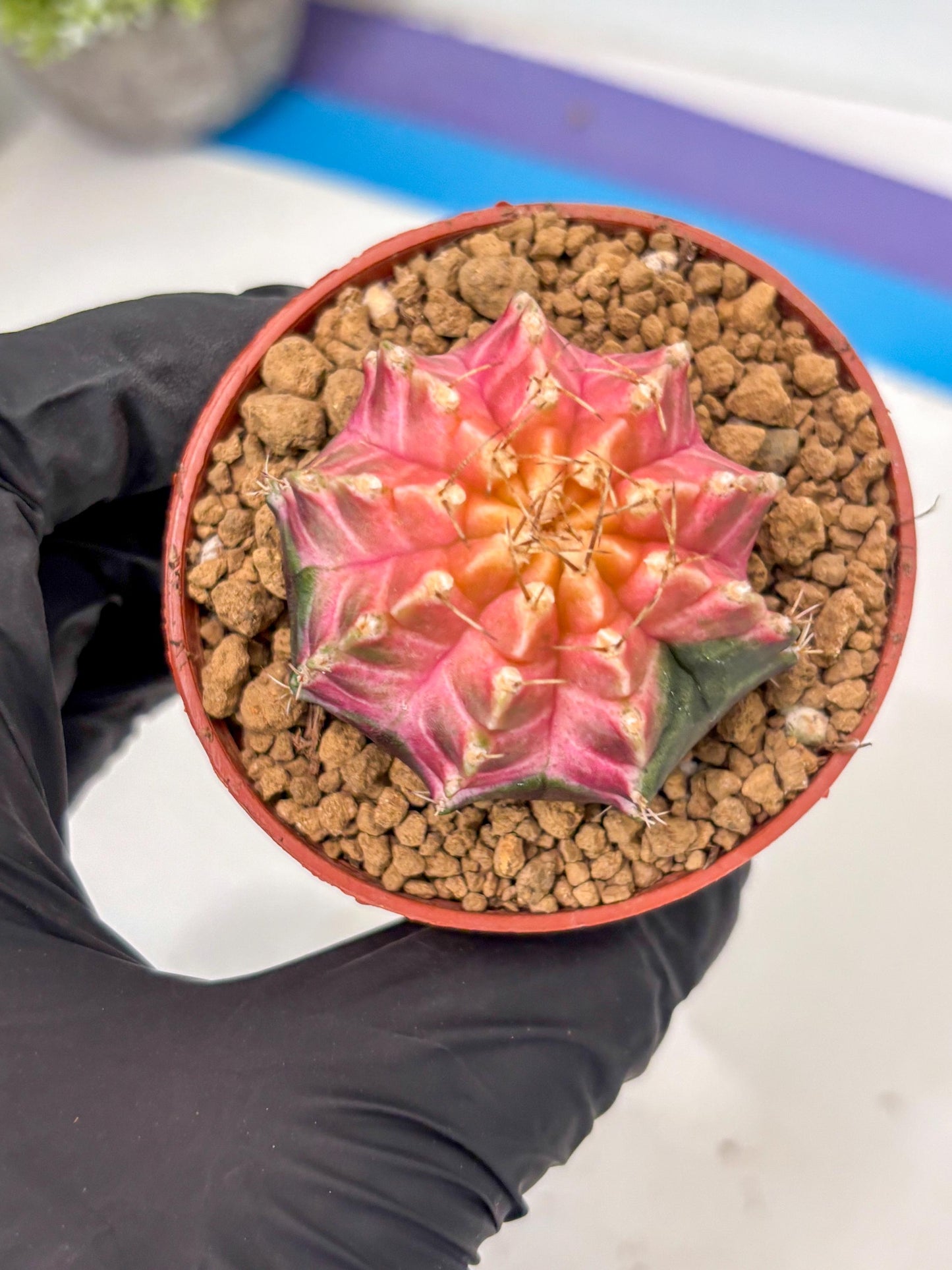 Gymnocalycium Neon (gy14) (y5) | ONLY for Advance Grower