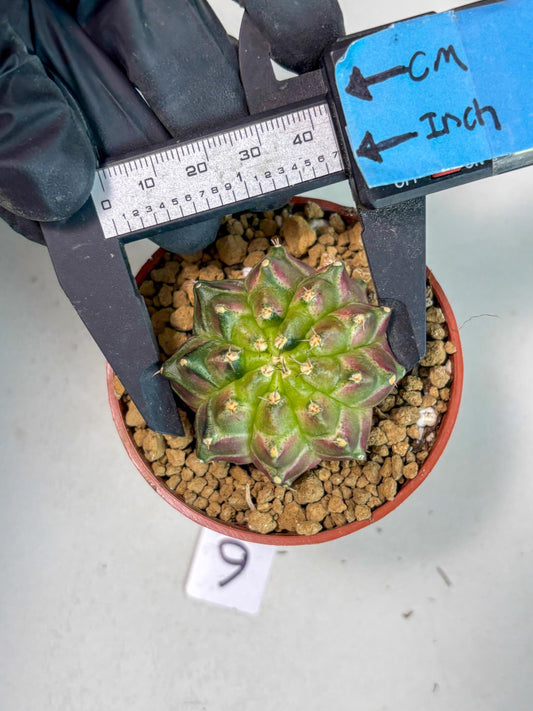 Gymnocalycium Neon (gy14) (y6) | ONLY for Advance Grower