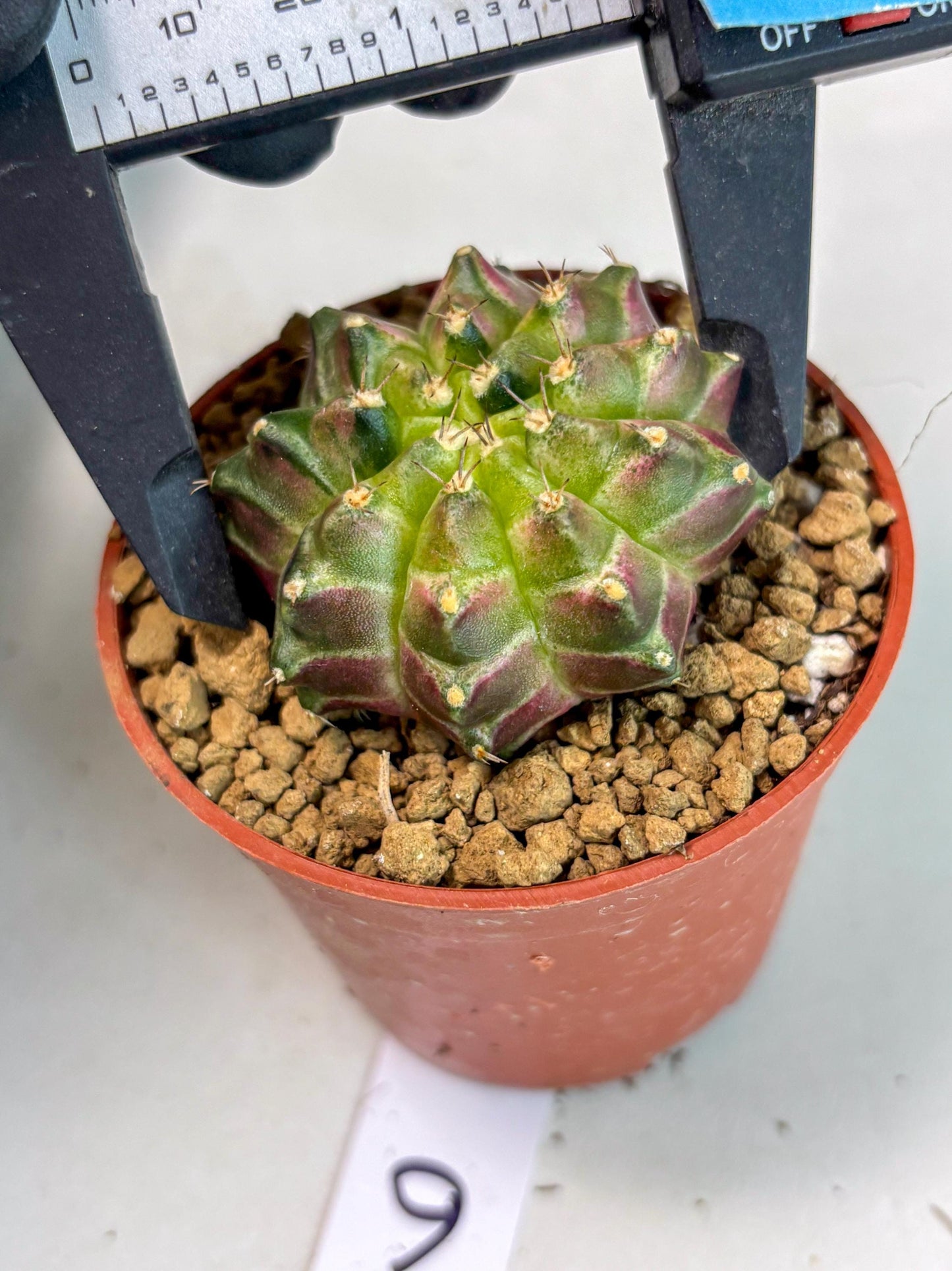 Gymnocalycium Neon (gy14) (y6) | ONLY for Advance Grower
