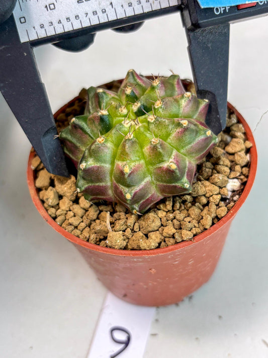 Gymnocalycium Neon (gy14) (y6) | ONLY for Advance Grower