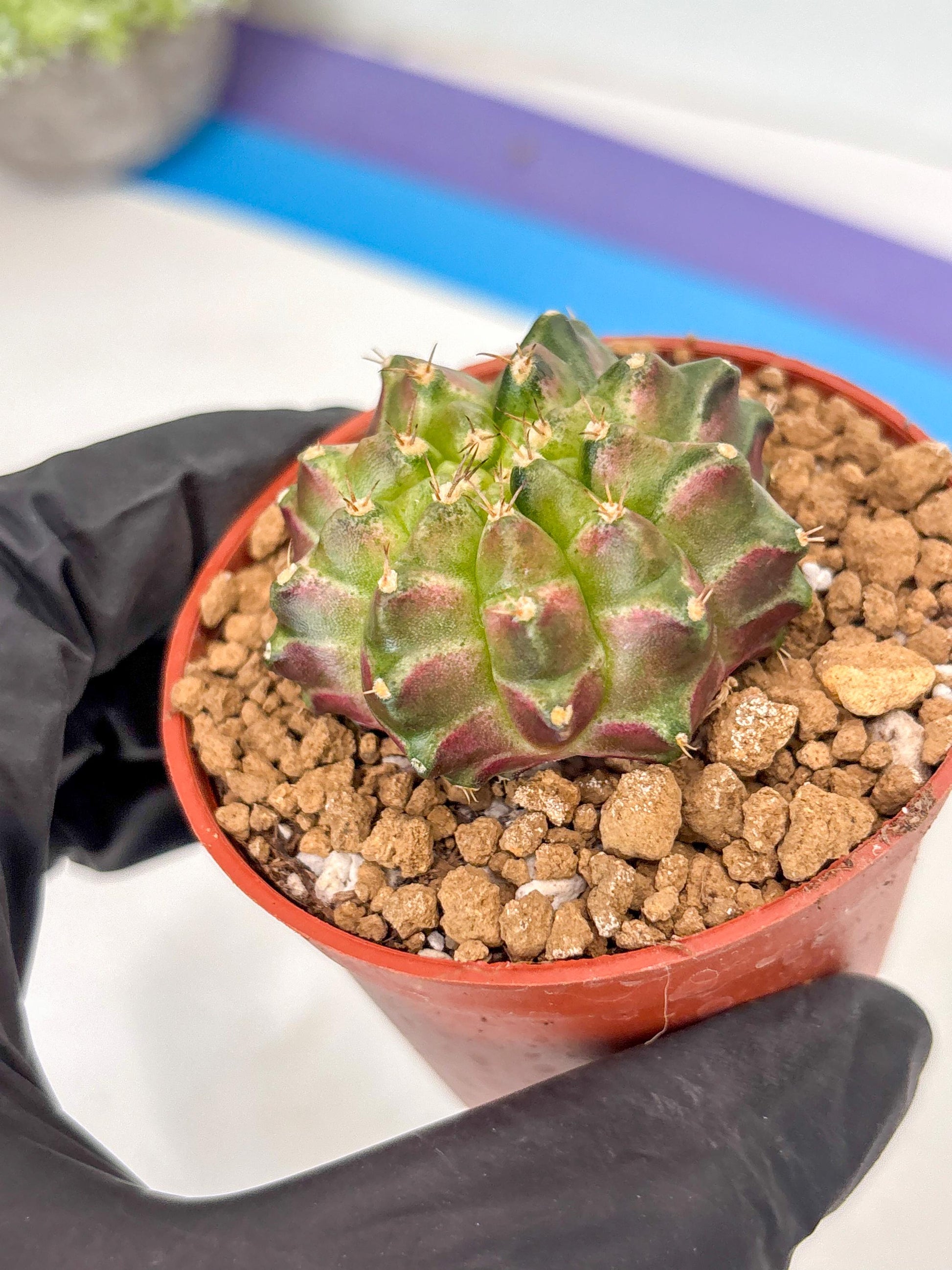 Gymnocalycium Neon (gy14) (y6) | ONLY for Advance Grower