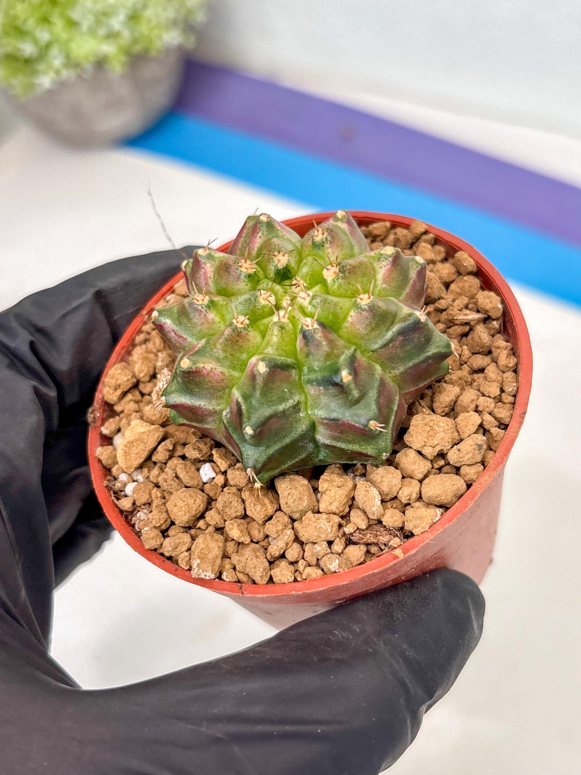 Gymnocalycium Neon (gy14) (y6) | ONLY for Advance Grower
