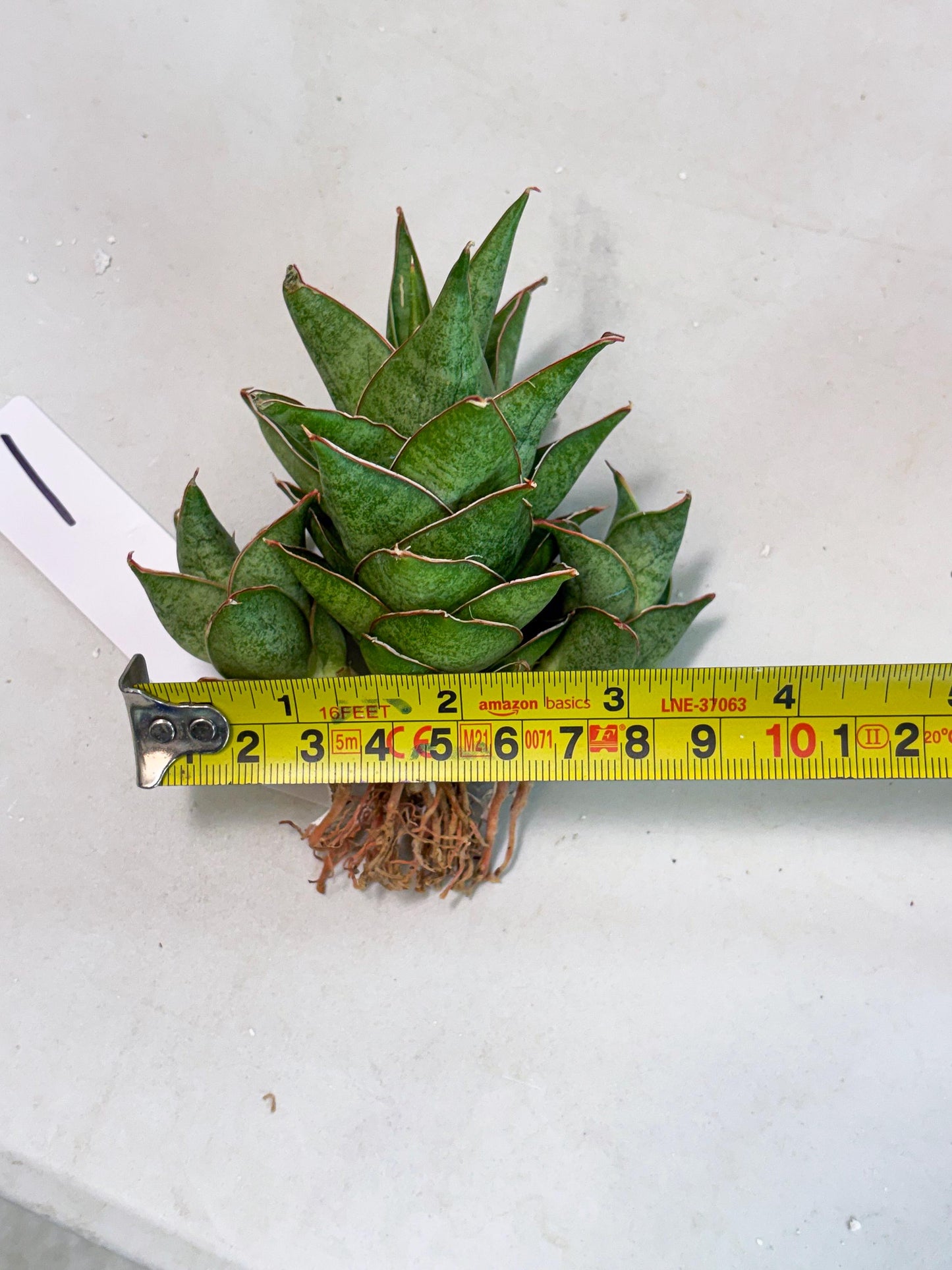 Sansevieria Ballyii x Koko x Cordova x Boncel (ba2) (1) | Rare imported
