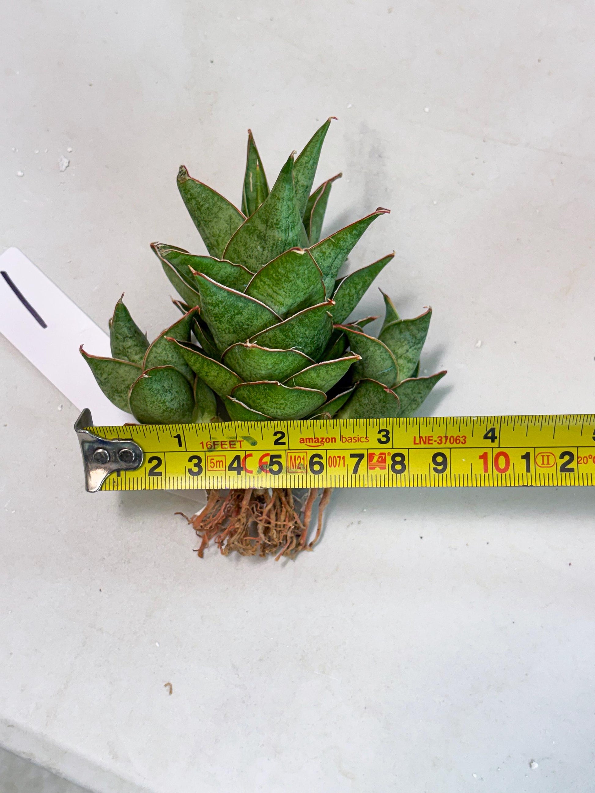 Sansevieria Ballyii x Koko x Cordova x Boncel (ba2) (1) | Rare imported