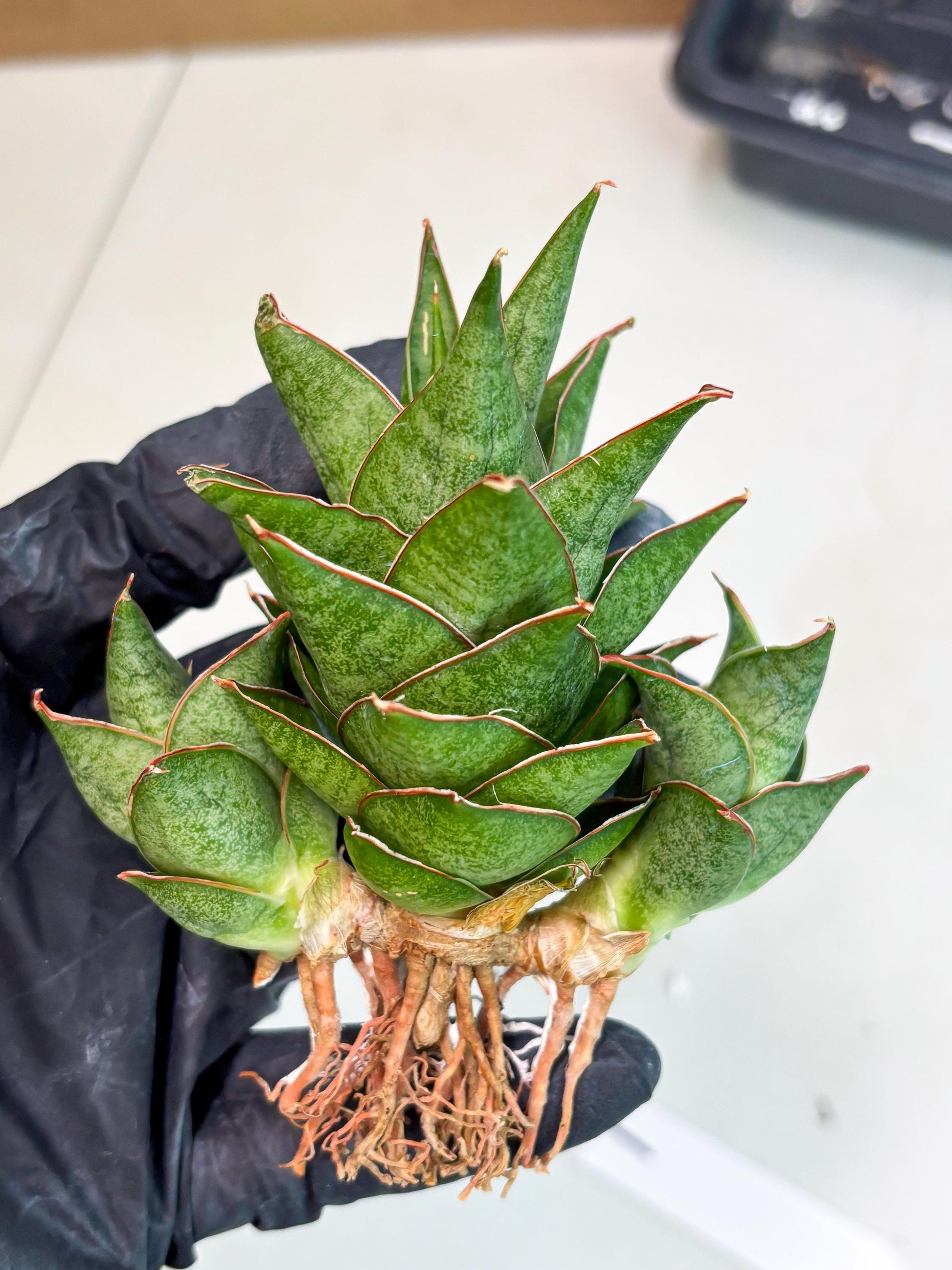 Sansevieria Ballyii x Koko x Cordova x Boncel (ba2) (1) | Rare imported