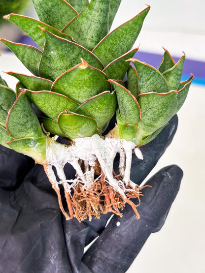 Sansevieria Ballyii x Koko x Cordova x Boncel (ba2) (1) | Rare imported