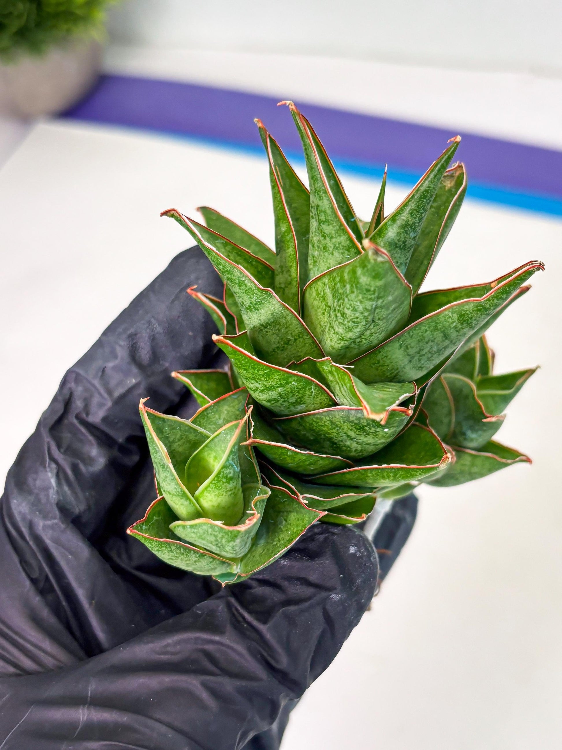 Sansevieria Ballyii x Koko x Cordova x Boncel (ba2) (1) | Rare imported
