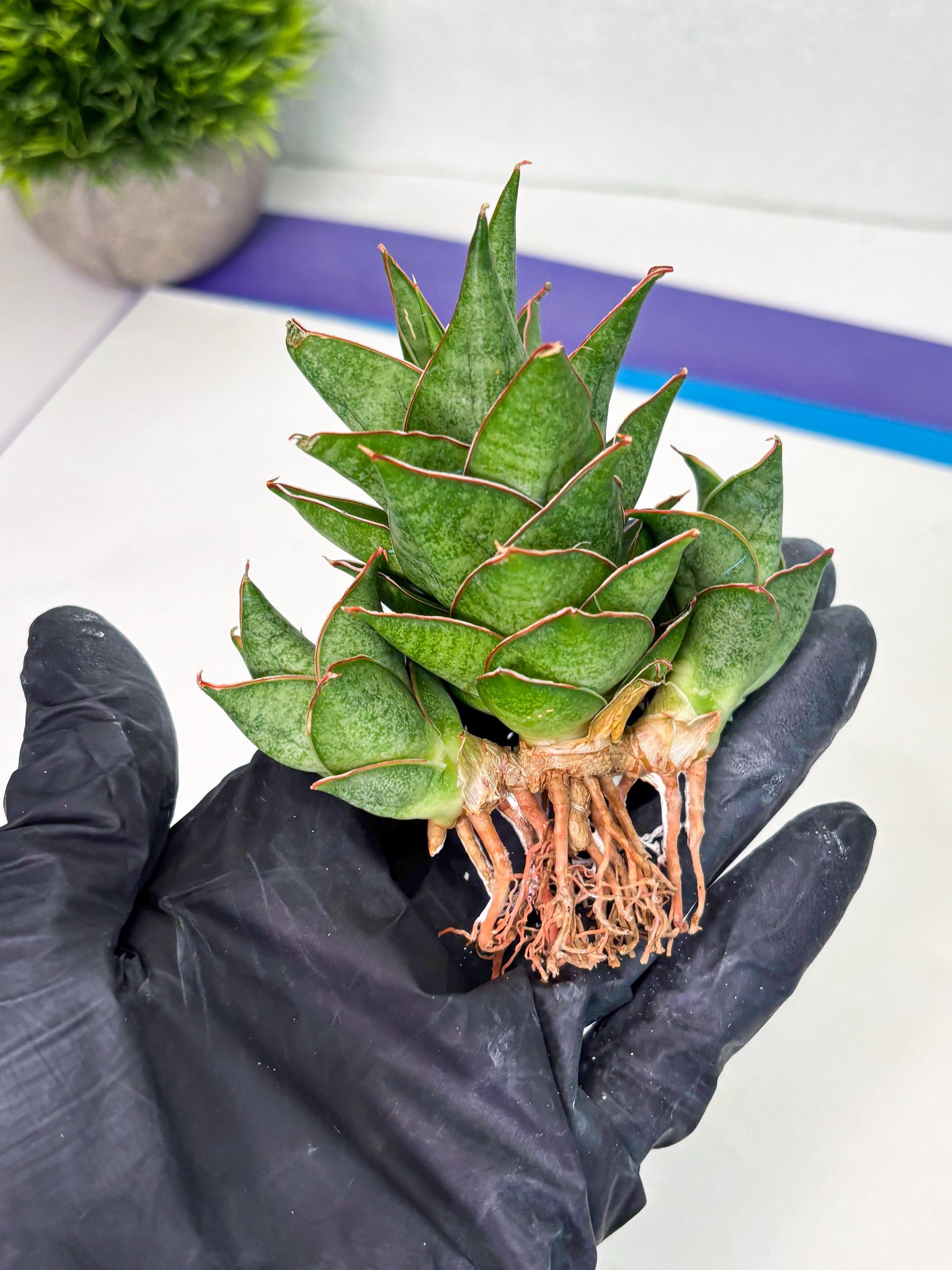 Sansevieria Ballyii x Koko x Cordova x Boncel (ba2) (1) | Rare imported
