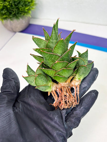 Sansevieria Ballyii x Koko x Cordova x Boncel (ba2) (1) | Rare imported