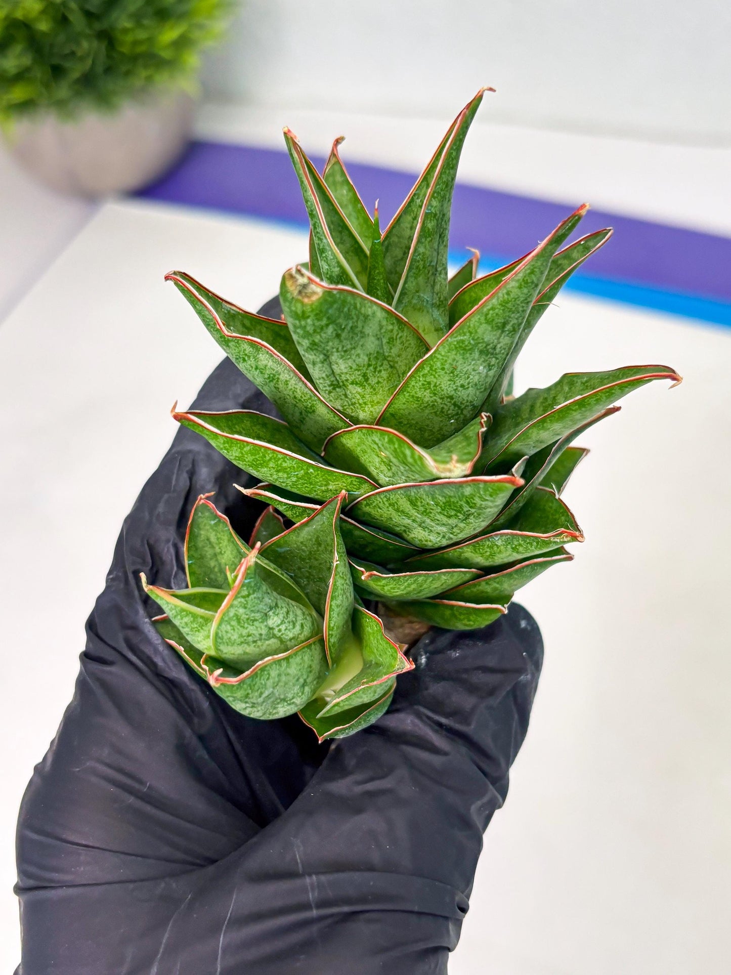Sansevieria Ballyii x Koko x Cordova x Boncel (ba2) (1) | Rare imported