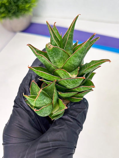 Sansevieria Ballyii x Koko x Cordova x Boncel (ba2) (1) | Rare imported