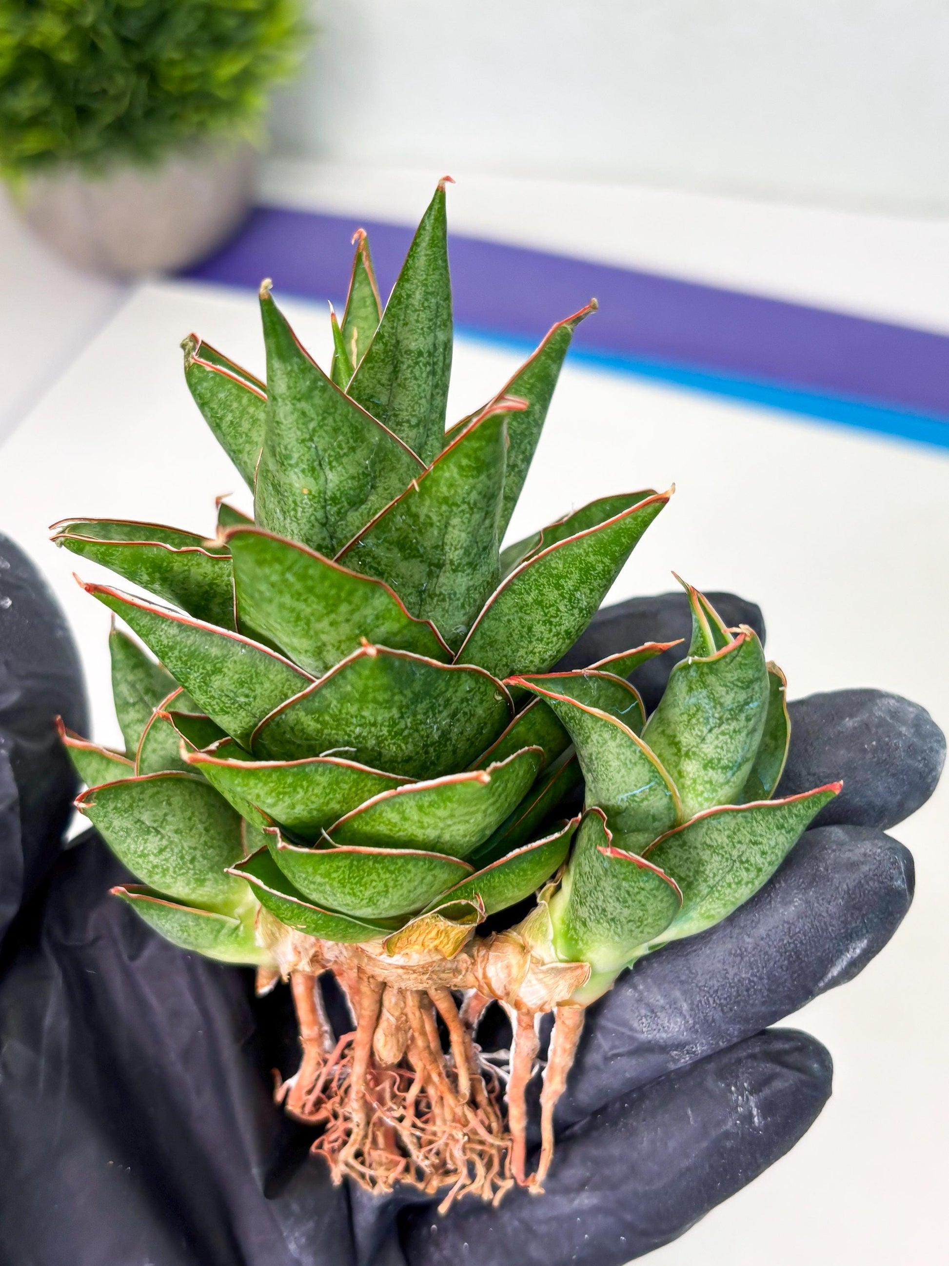 Sansevieria Ballyii x Koko x Cordova x Boncel (ba2) (1) | Rare imported