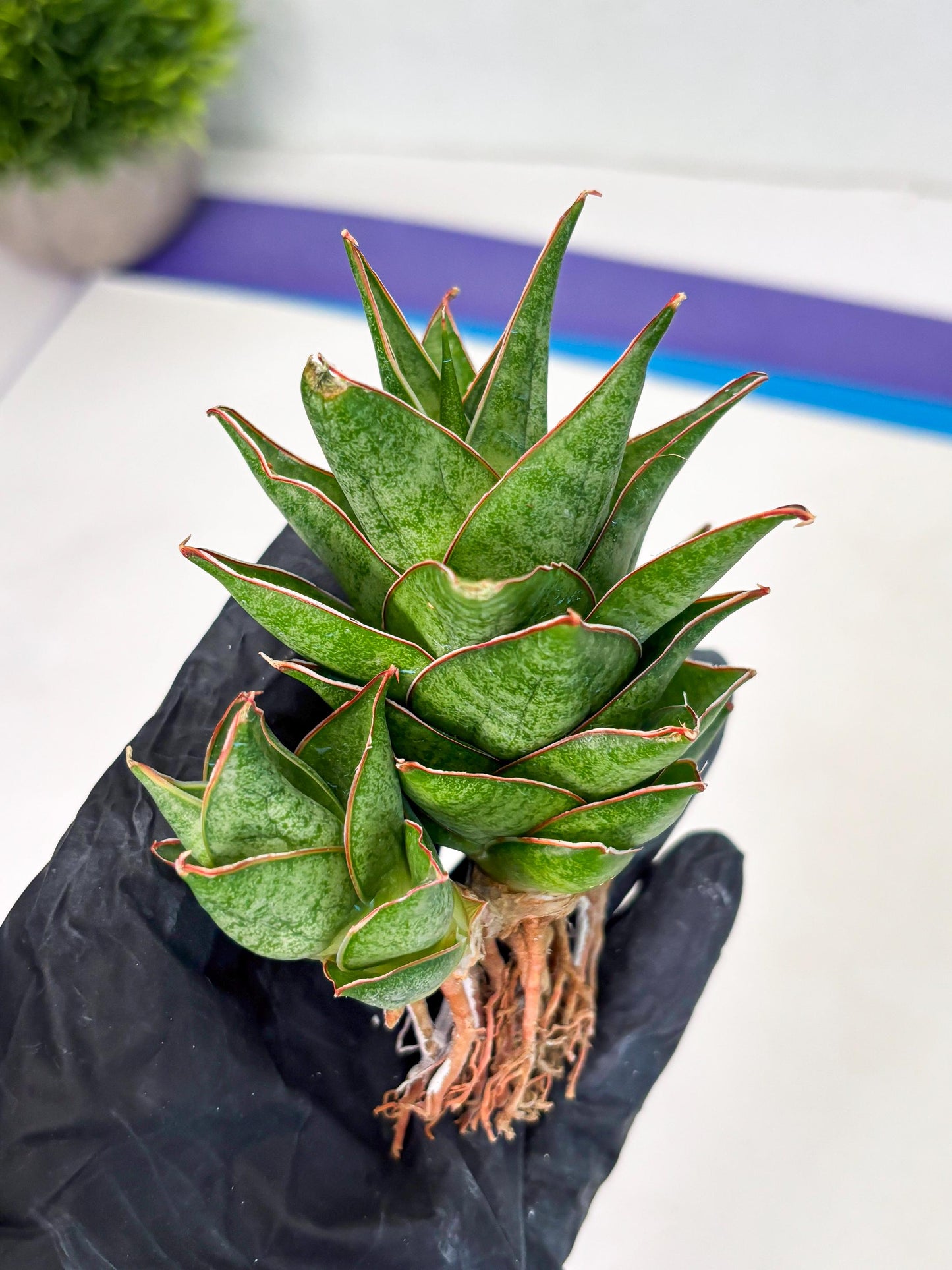 Sansevieria Ballyii x Koko x Cordova x Boncel (ba2) (1) | Rare imported