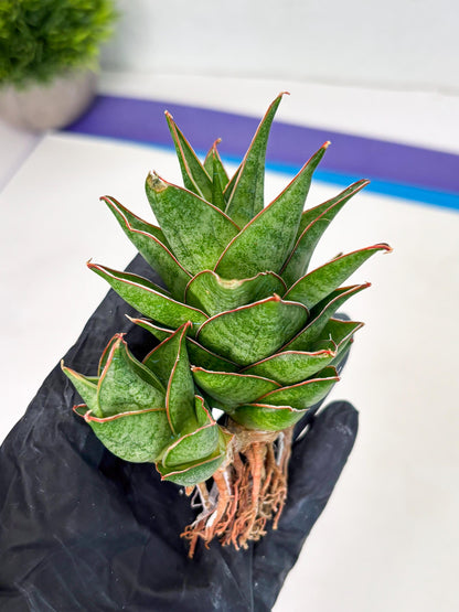Sansevieria Ballyii x Koko x Cordova x Boncel (ba2) (1) | Rare imported