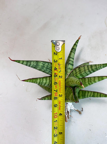 Sansevieria Bella x Pinguicula (ba2) (2) | Rare imported