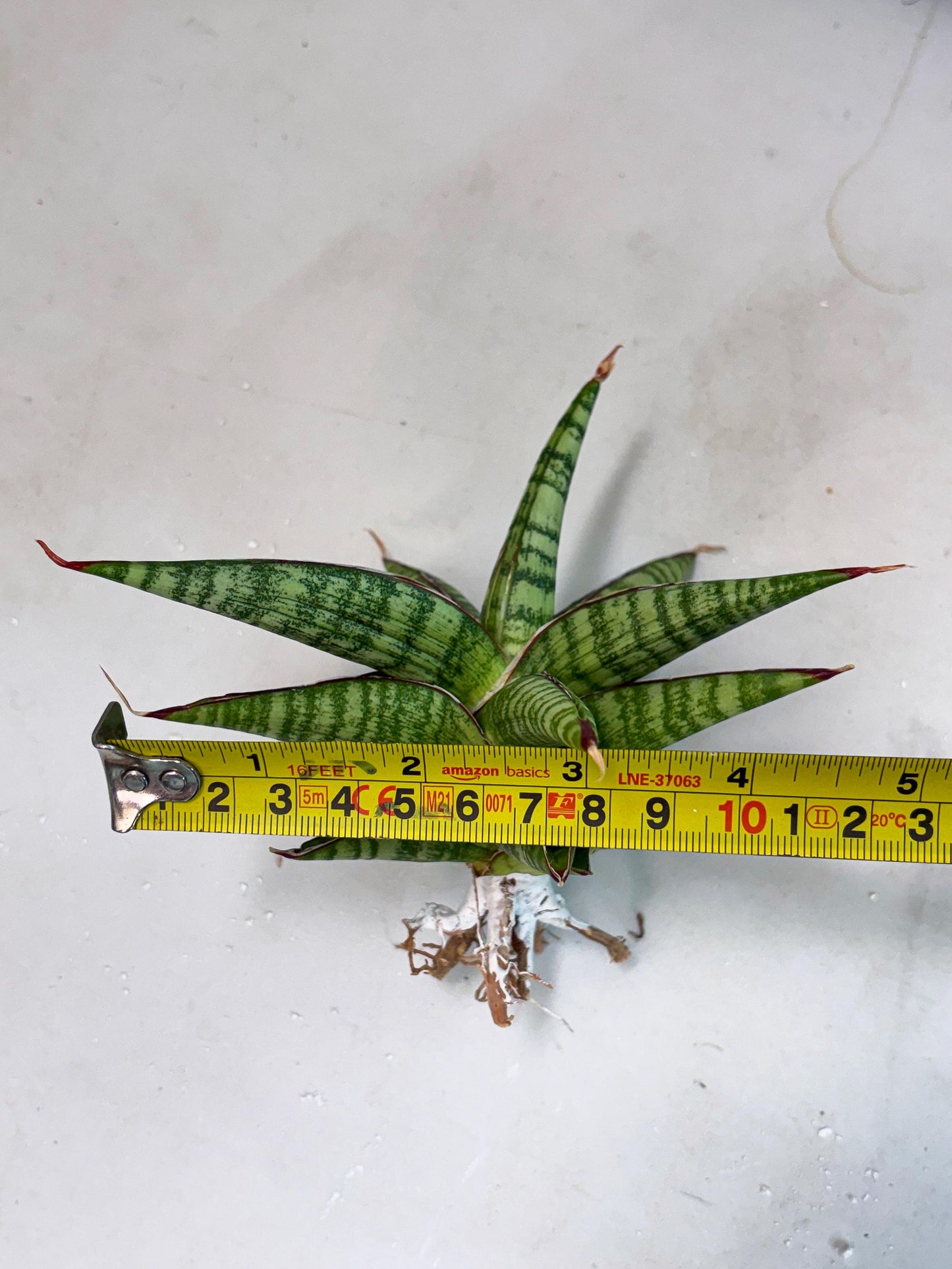 Sansevieria Bella x Pinguicula (ba2) (2) | Rare imported