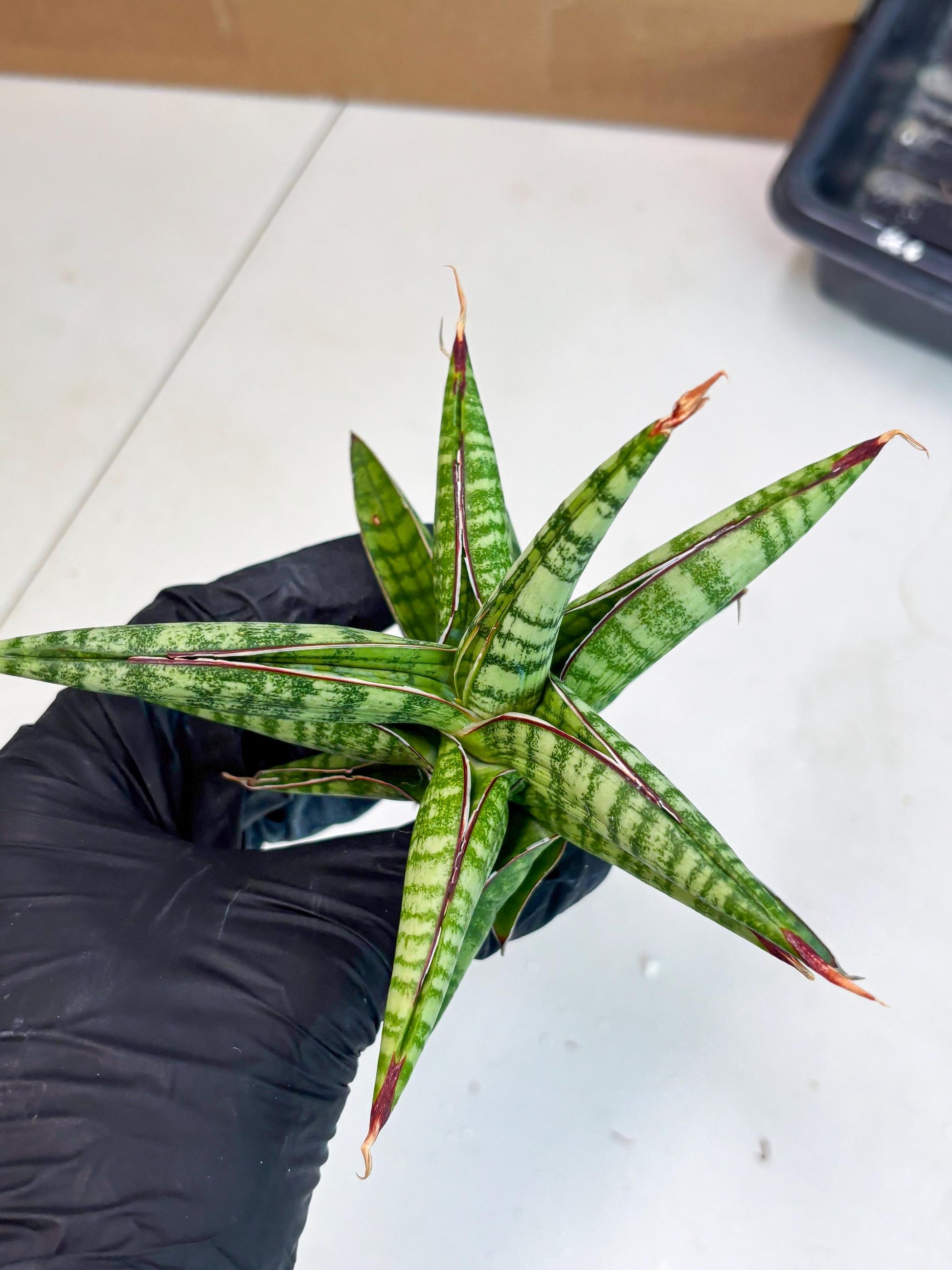 Sansevieria Bella x Pinguicula (ba2) (2) | Rare imported