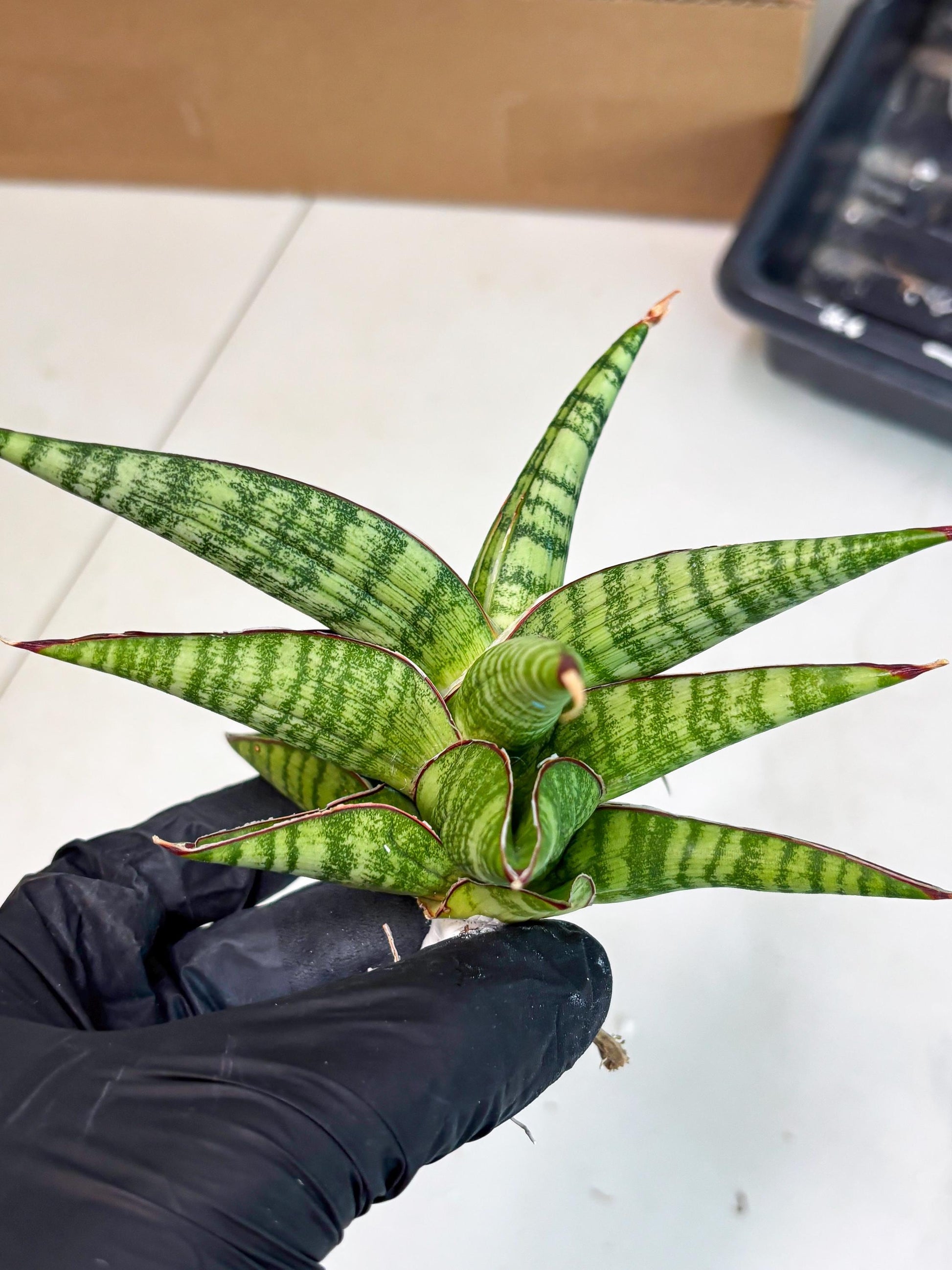 Sansevieria Bella x Pinguicula (ba2) (2) | Rare imported