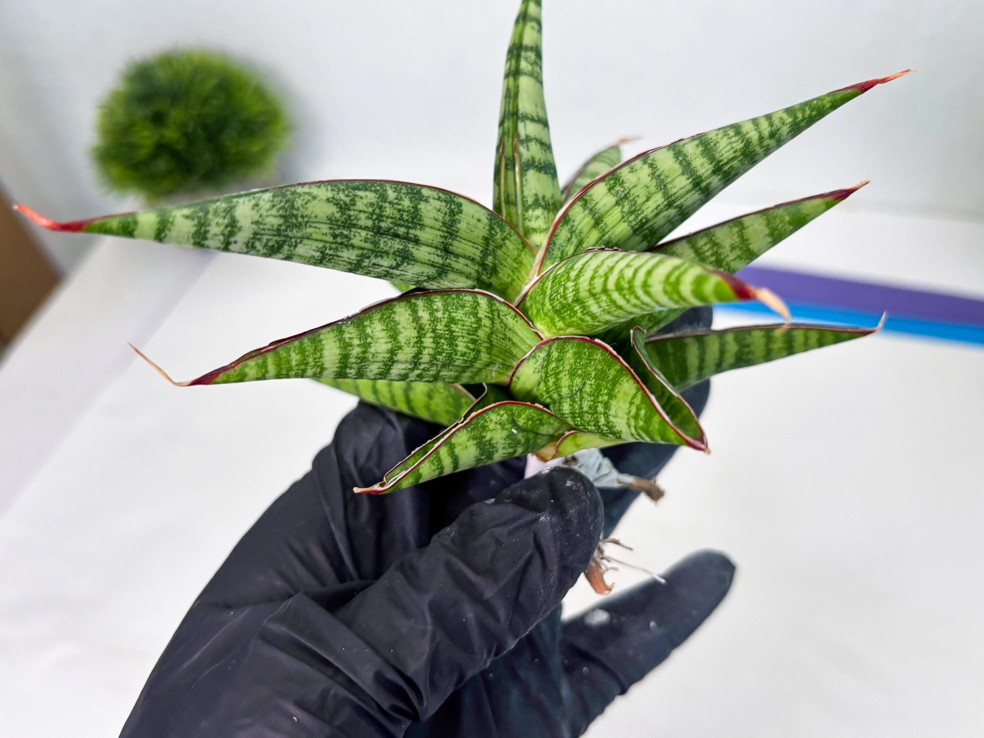 Sansevieria Bella x Pinguicula (ba2) (2) | Rare imported