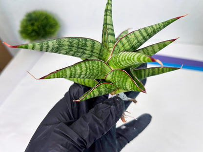 Sansevieria Bella x Pinguicula (ba2) (2) | Rare imported