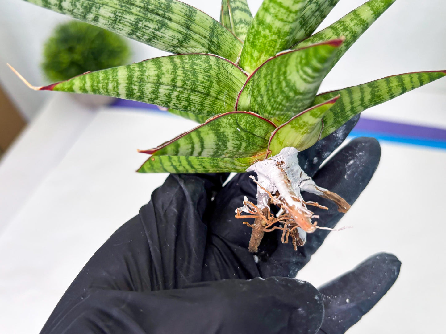 Sansevieria Bella x Pinguicula (ba2) (2) | Rare imported