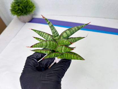 Sansevieria Bella x Pinguicula (ba2) (2) | Rare imported